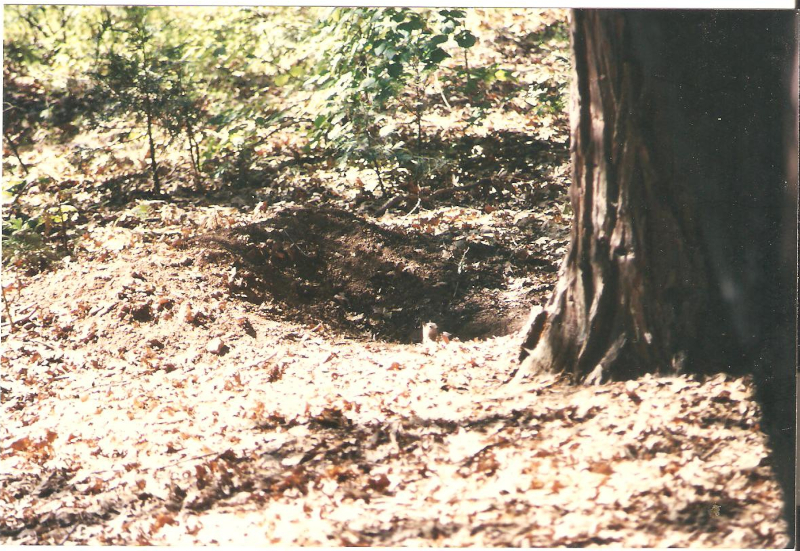 squirrels
