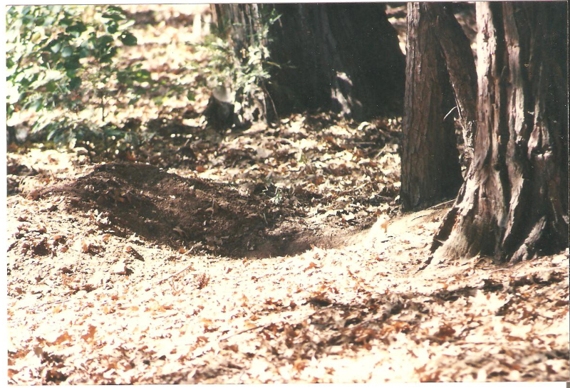 squirrels