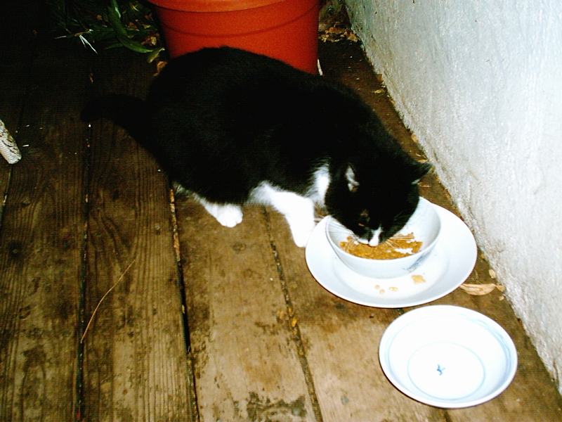 cat