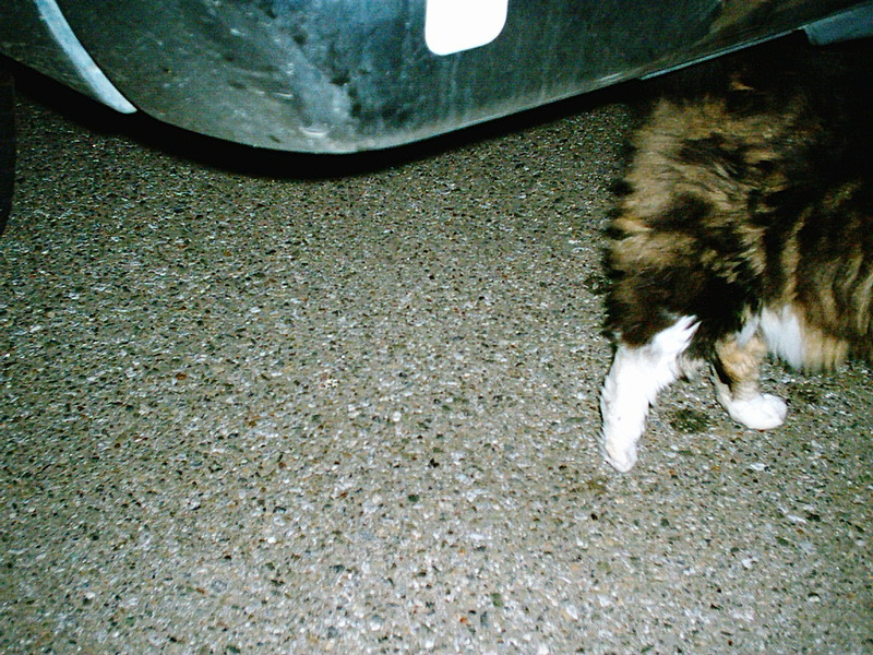 [Cat photos]