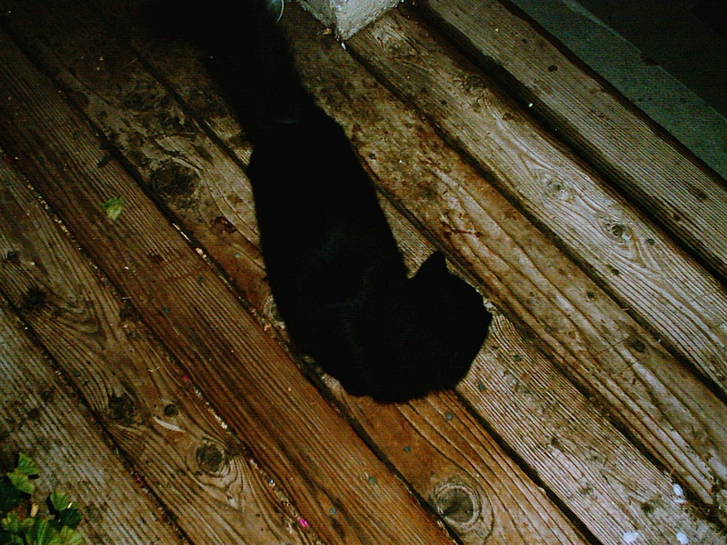 [Cat photos]