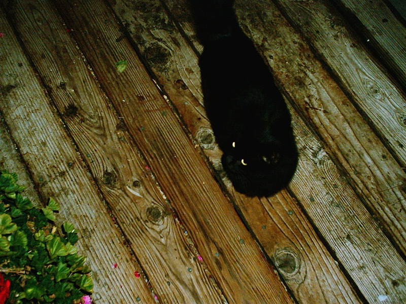 [Cat photos]