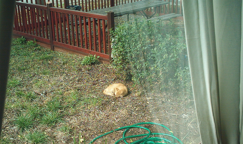 [Cat photos]