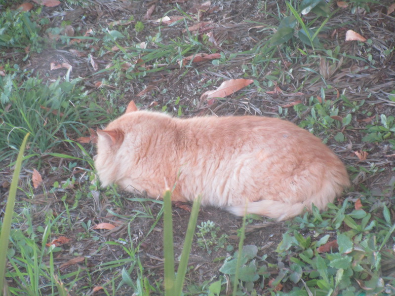 [Cat photos]