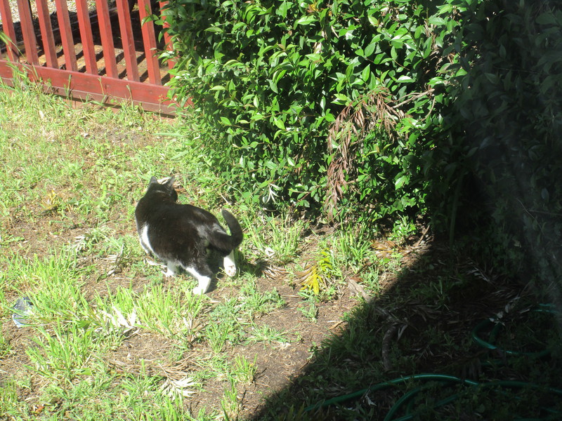 [Cat photos]