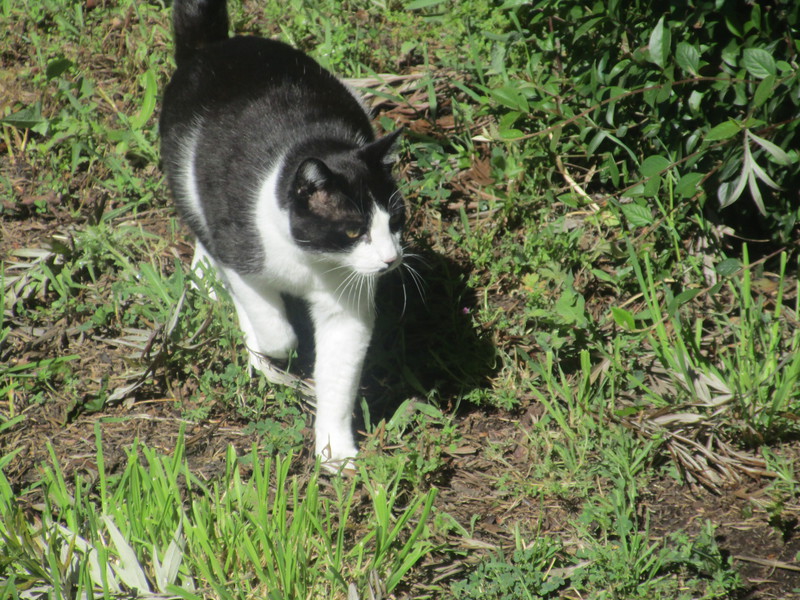[Cat photos]