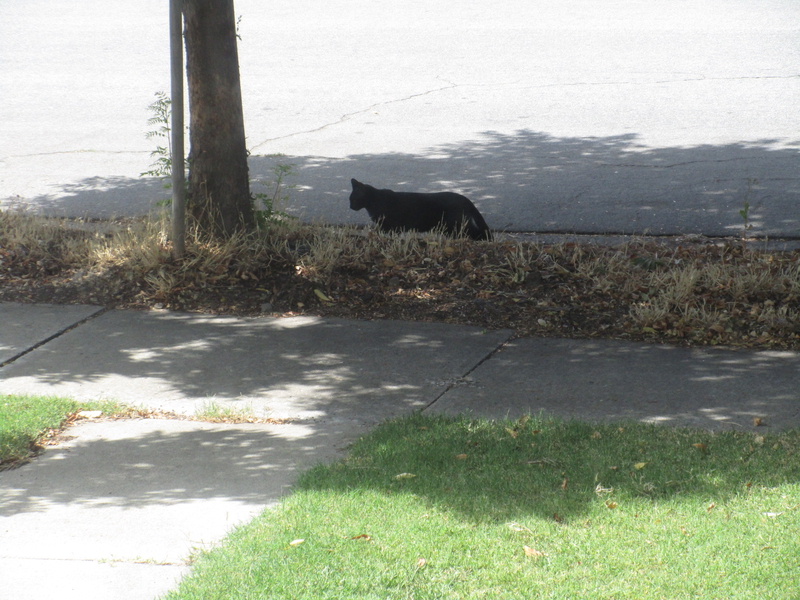 [Cat photos]