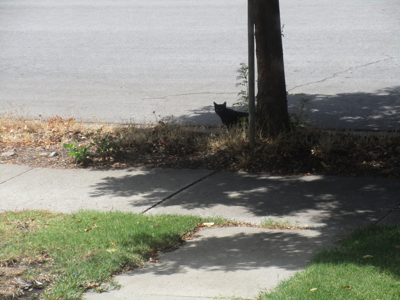 [Cat photos]