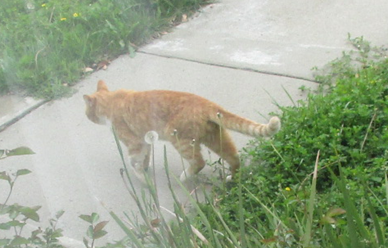 [Cat photos]