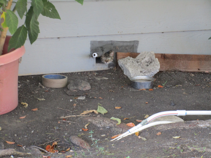 [Cat photos]
