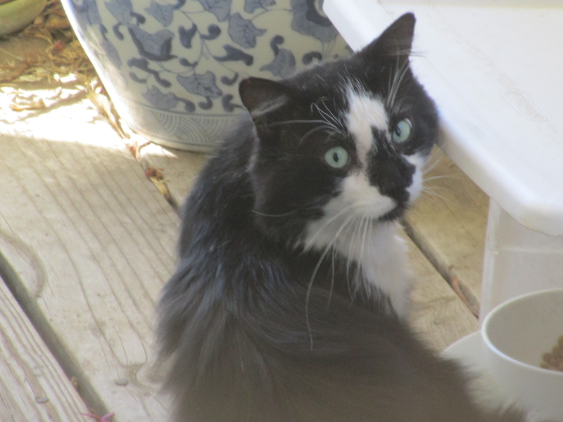 [Cat photos]