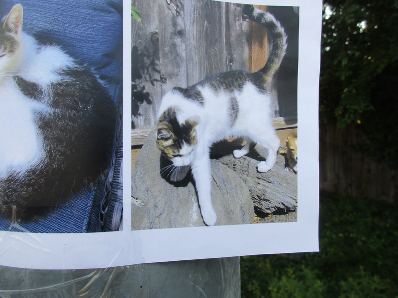 [Cat photos]