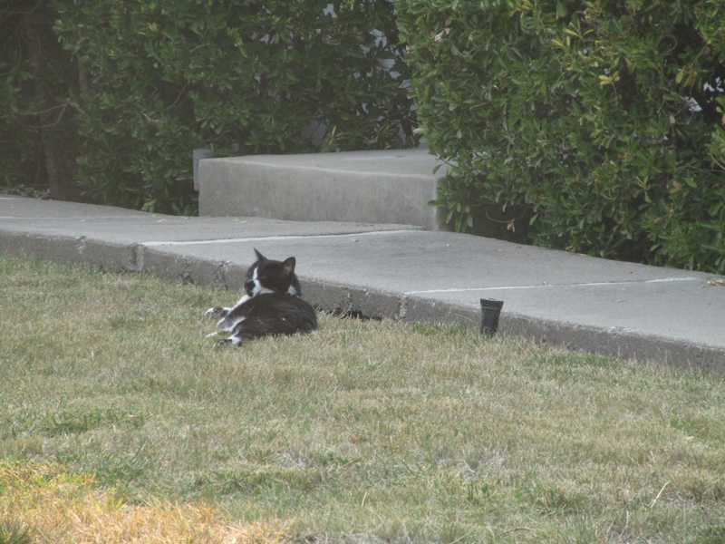 [Cat photos]