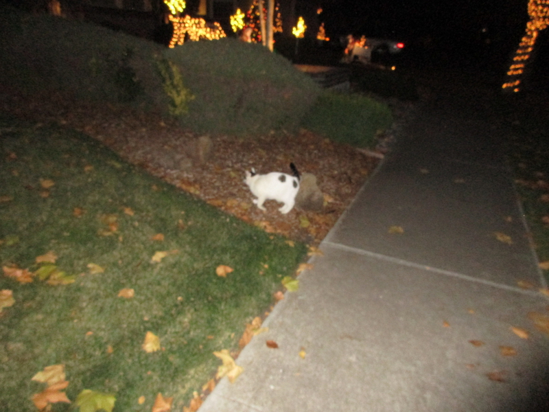 [Cat photos]