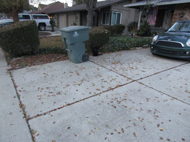 [Cat photos]