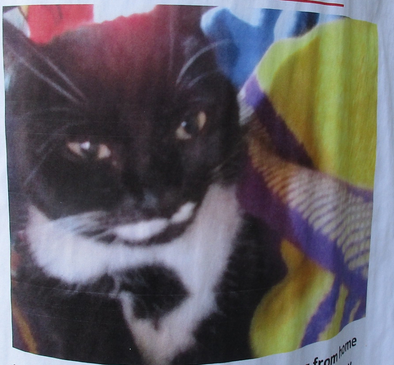 [Cat photos]