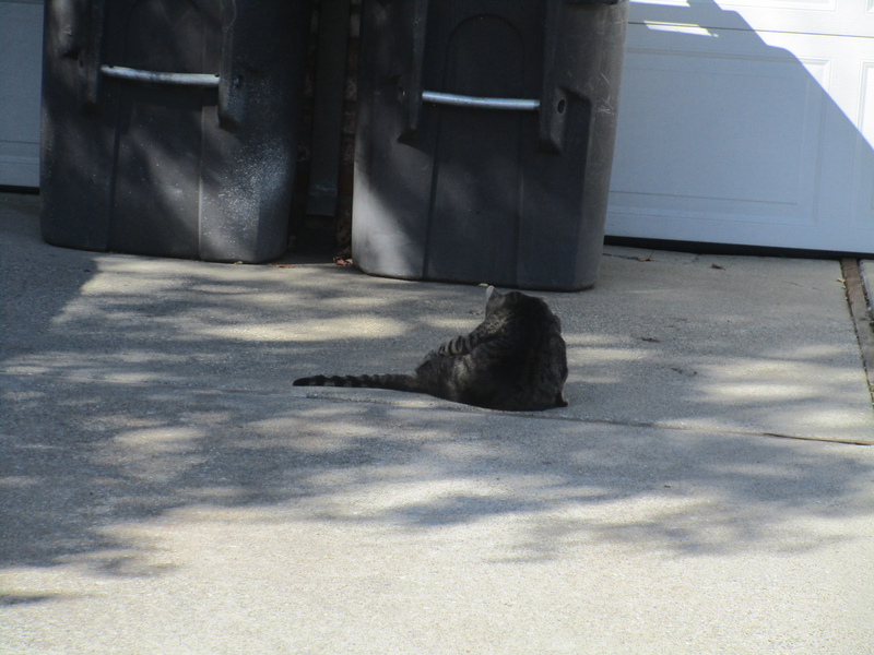 [Cat photos]