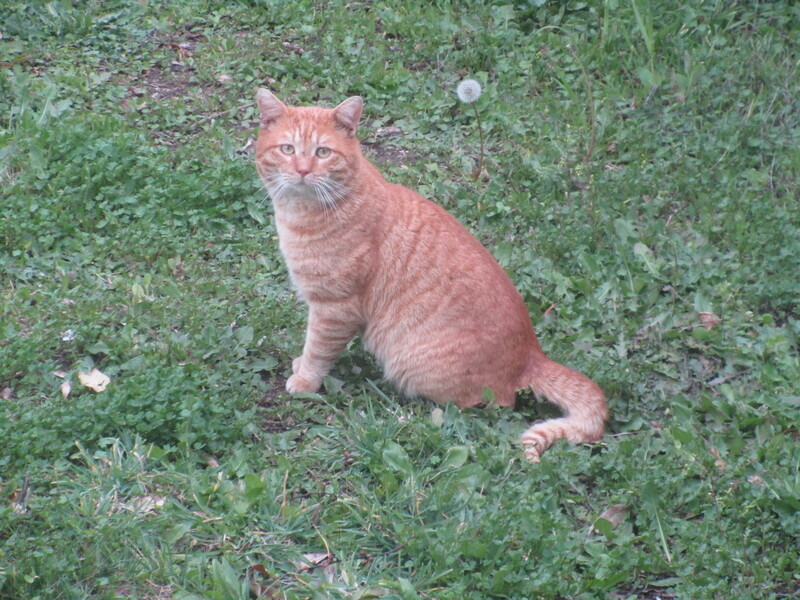 [Cat photos]