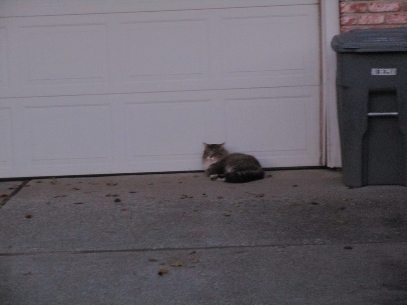 cats