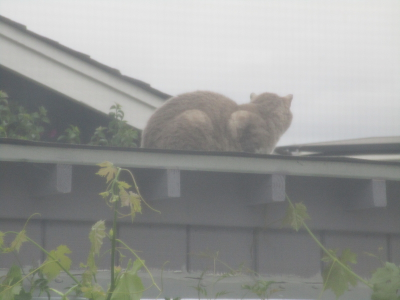 cat