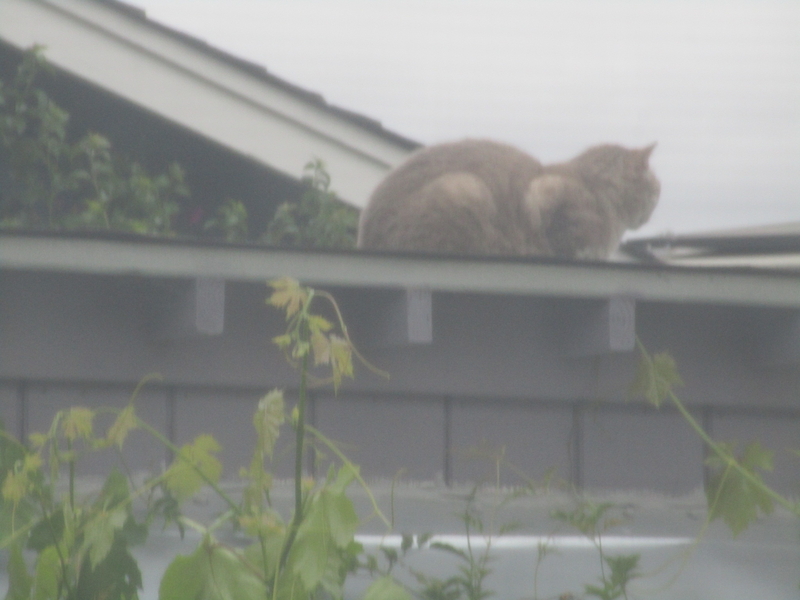 cat
