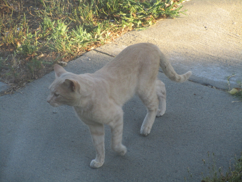 cat