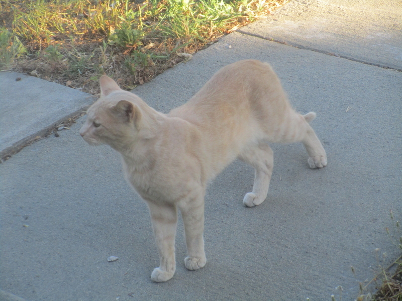 cat