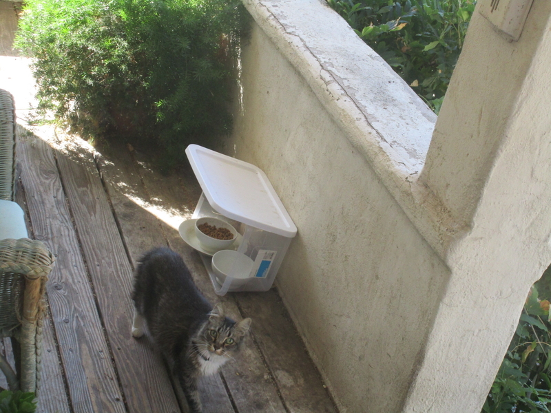 cat