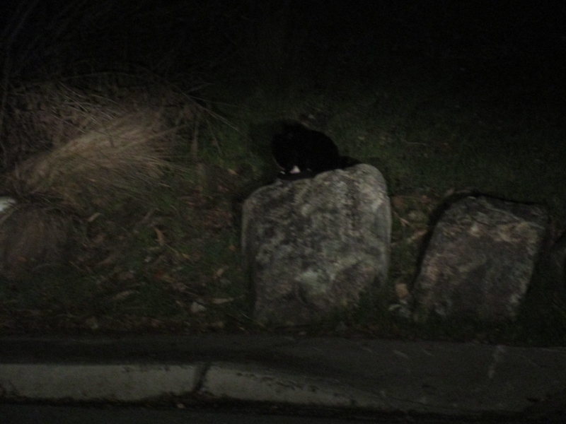 cat