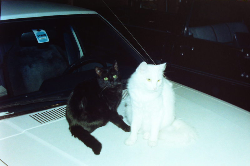[Cat photos]
