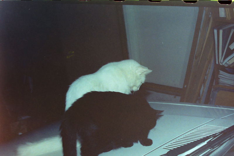 [Cat photos]