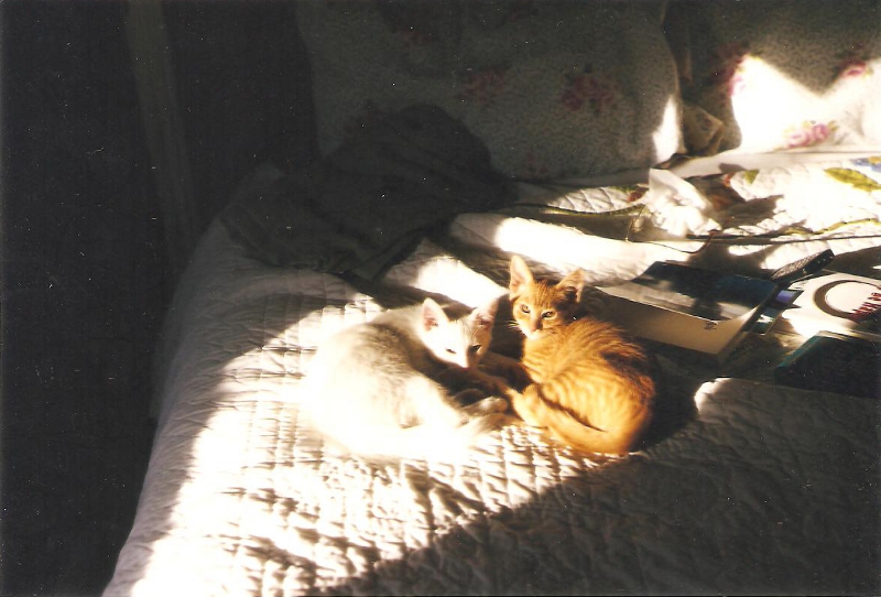 [Cat photos]