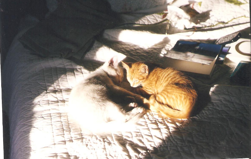 [Cat photos]