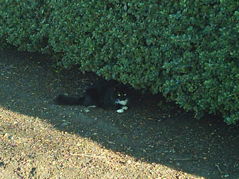 [Cat photos]