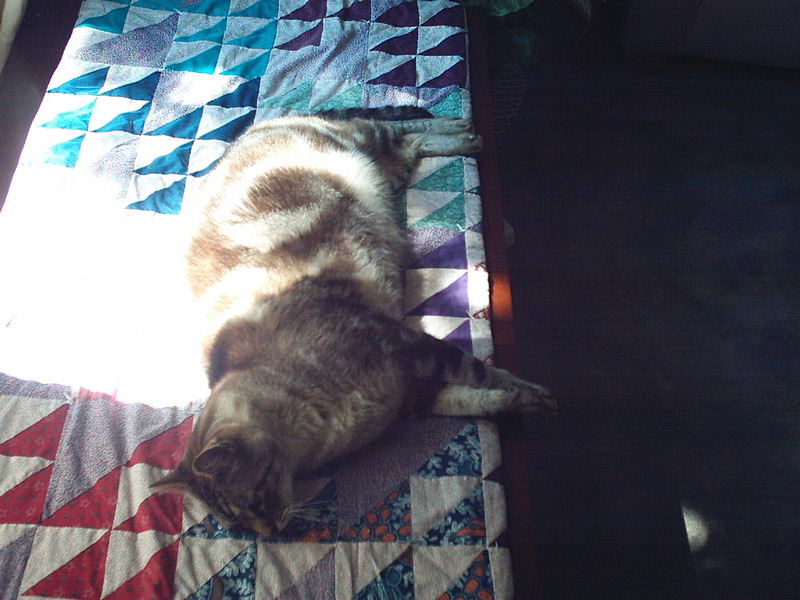[Cat photos]