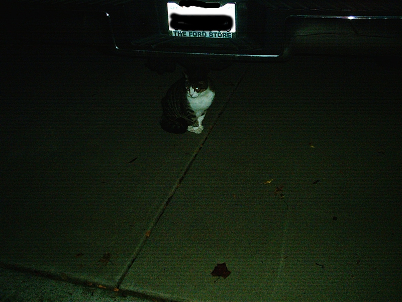 [Cat photos]