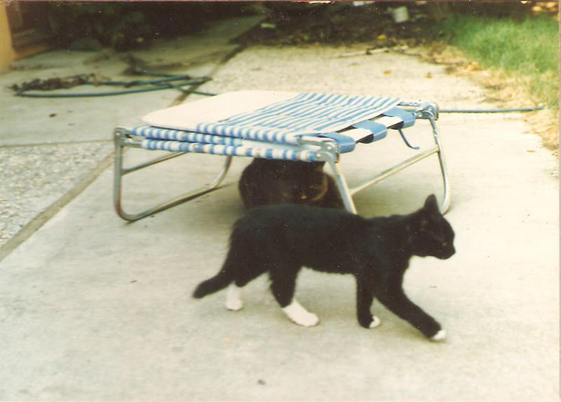 [Cat photos]