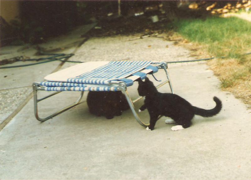 [Cat photos]