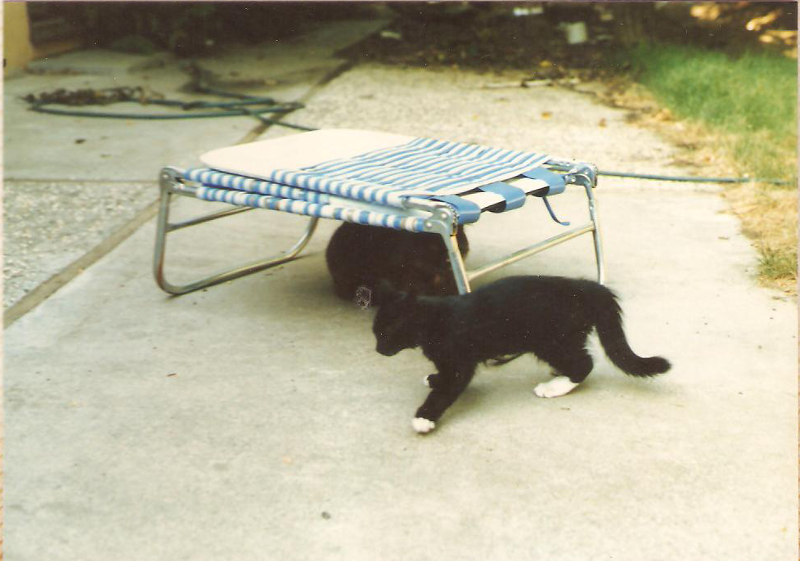 [Cat photos]