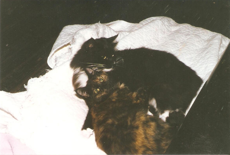 [Cat photos]