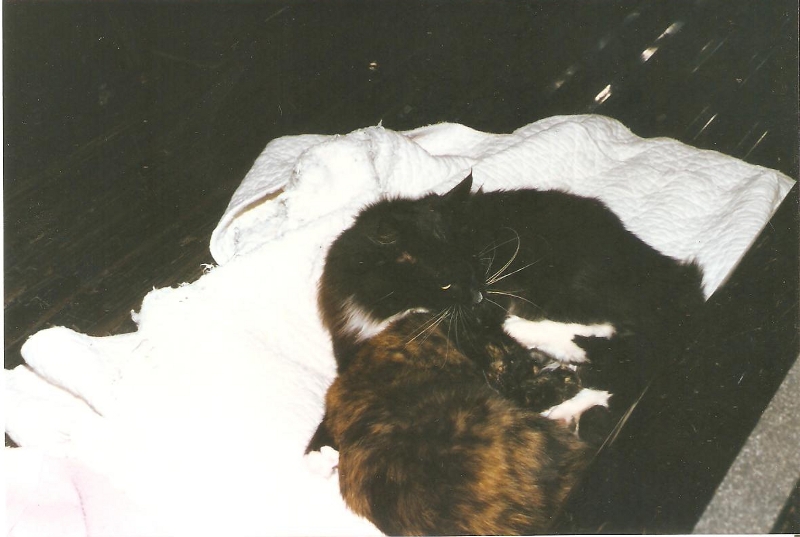 [Cat photos]