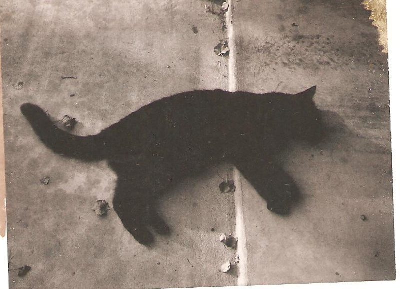 [Cat photos]
