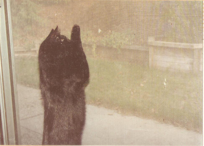 [Cat photos]