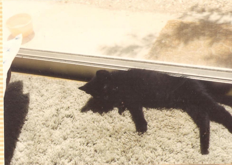 [Cat photos]
