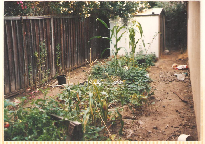 garden
